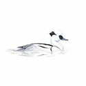 100 Pics Birds Answers Level 59