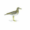 100 Pics Birds Answers Level 60