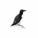 100 Pics Birds Answers Level 61