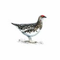 100 Pics Birds Answers Level 63