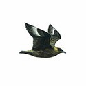 100 Pics Birds Answers Level 64