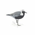 100 Pics Birds Answers Level 65