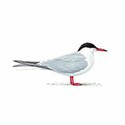 100 Pics Birds Answers Level 67