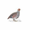 100 Pics Birds Answers Level 68