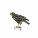 100 Pics Birds Answers Level 71