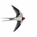 100 Pics Birds Answers Level 72
