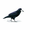 100 Pics Birds Answers Level 74