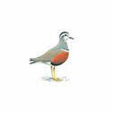 100 Pics Birds Answers Level 77
