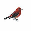 100 Pics Birds Answers Level 78