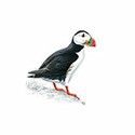 100 Pics Birds Answers Level 80