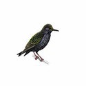 100 Pics Birds Answers Level 82