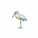 100 Pics Birds Answers Level 83