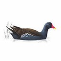 100 Pics Birds Answers Level 85