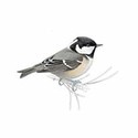 100 Pics Birds Answers Level 86