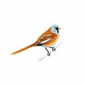 100 Pics Birds Answers Level 87