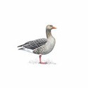 100 Pics Birds Answers Level 88