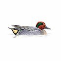 100 Pics Birds Answers Level 89