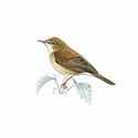 100 Pics Birds Answers Level 90