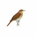 100 Pics Birds Answers Level 92