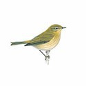 100 Pics Birds Answers Level 94