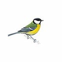 100 Pics Birds Answers Level 95