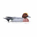 100 Pics Birds Answers Level 98