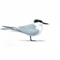 100 Pics Birds Answers Level 99
