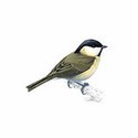 100 Pics Birds Answers Level 100