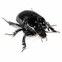 100 Pics Bugs Answers Level 1
