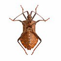 100 Pics Bugs Answers Level 2