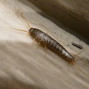 100 Pics Bugs Answers Level 5