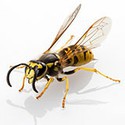 100 Pics Bugs Answers Level 8