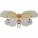 100 Pics Bugs Answers Level 11