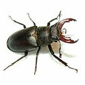 100 Pics Bugs Answers Level 12