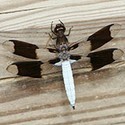 100 Pics Bugs Answers Level 13