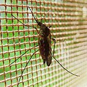 100 Pics Bugs Answers Level 14
