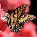 100 Pics Bugs Answers Level 17