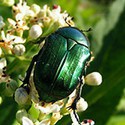100 Pics Bugs Answers Level 19