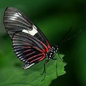 100 Pics Bugs Answers Level 20