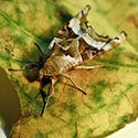 100 Pics Bugs Answers Level 23