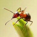 100 Pics Bugs Answers Level 26