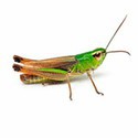 100 Pics Bugs Answers Level 28