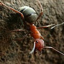 100 Pics Bugs Answers Level 29
