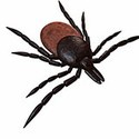 100 Pics Bugs Answers Level 33