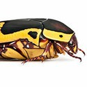 100 Pics Bugs Answers Level 35
