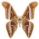 100 Pics Bugs Answers Level 36
