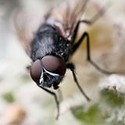 100 Pics Bugs Answers Level 42