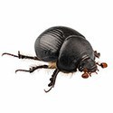100 Pics Bugs Answers Level 45