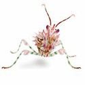 100 Pics Bugs Answers Level 47