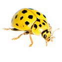 100 Pics Bugs Answers Level 48